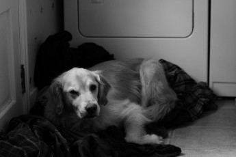 Картинка животные собаки одежда