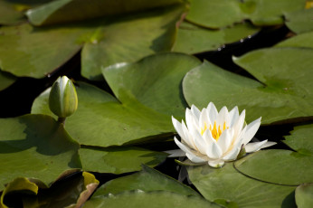 Картинка цветы лилии водяные нимфеи кувшинки белая листья бутон вода