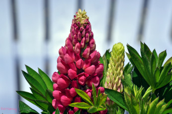 Картинка цветы люпин розовый