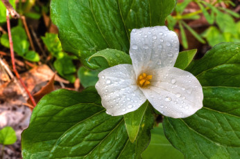 Картинка цветы триллиумы трилистник роса