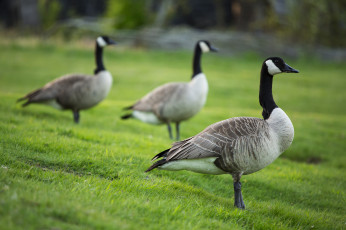 Картинка животные гуси перья клюв