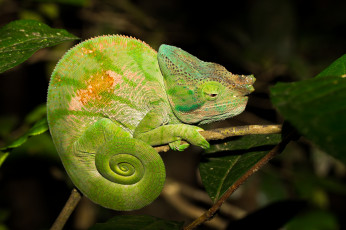 Картинка животные хамелеоны зеленый