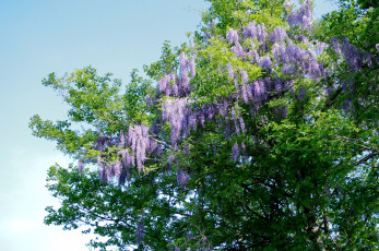 Картинка цветы глициния сиреневый
