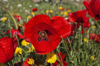 Картинка цветы луговые полевые луг маки