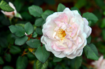 Картинка цветы розы розовый