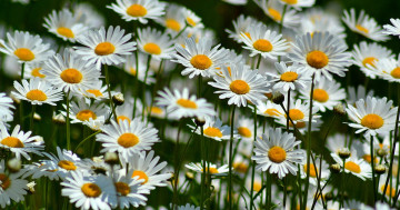 Картинка цветы ромашки много лепестки