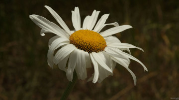 Картинка цветы ромашки лепестки