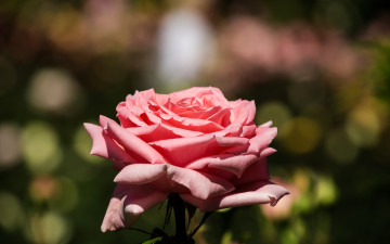 Картинка цветы розы лепестки