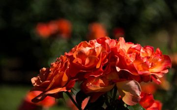 Картинка цветы розы лепестки