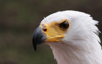 Картинка животные птицы хищники глаз клюв