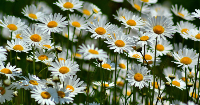 Обои картинки фото цветы, ромашки, много, лепестки