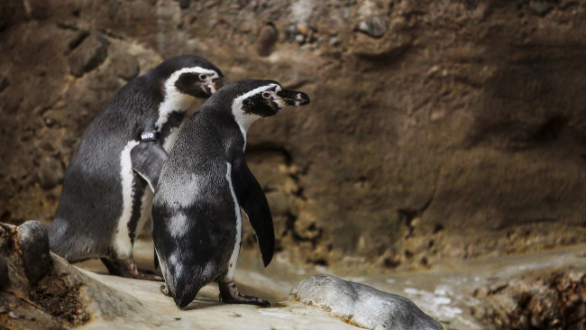 Обои картинки фото животные, пингвины, клюв