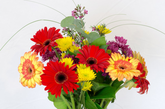 Обои картинки фото цветы, букеты, композиции, хризантемы, герберы
