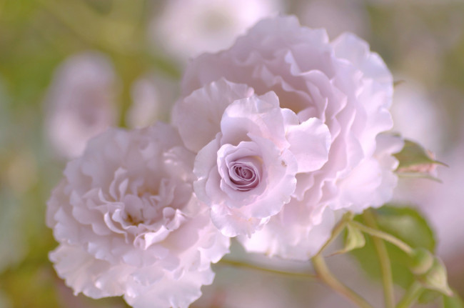 Обои картинки фото цветы, розы, розовый