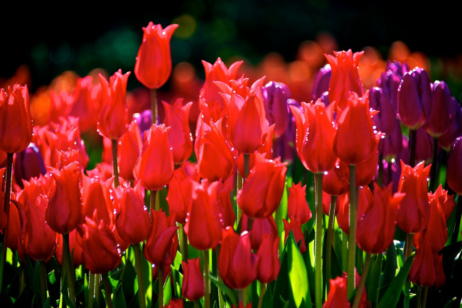 Обои картинки фото цветы, тюльпаны, красный, много