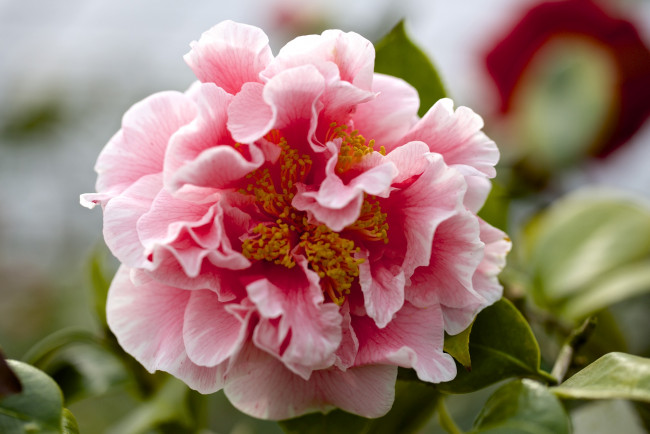 Обои картинки фото цветы, камелии, розовый