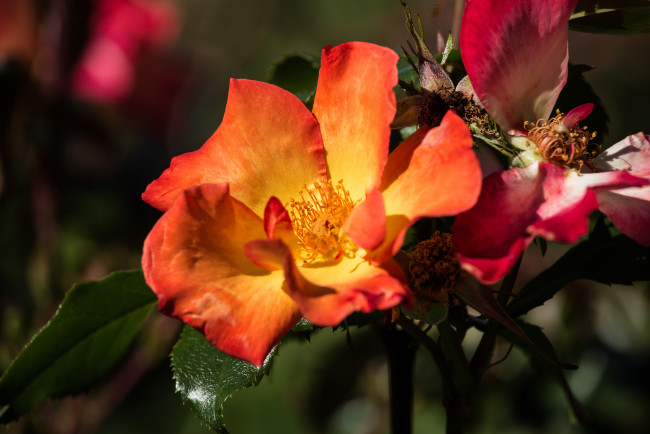 Обои картинки фото цветы, розы, лепестки