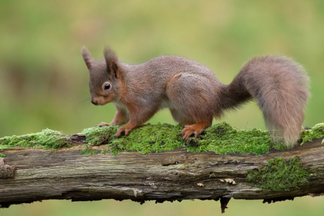 Обои картинки фото животные, белки, хвостик, зверек