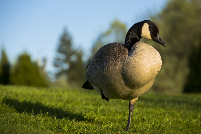 Обои картинки фото животные, гуси, клюв