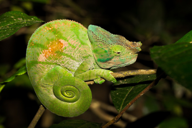 Обои картинки фото животные, хамелеоны, зеленый