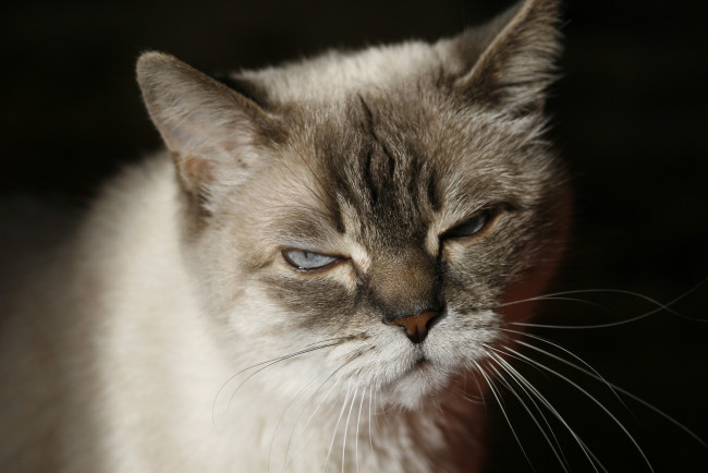 Обои картинки фото животные, коты, хмурый