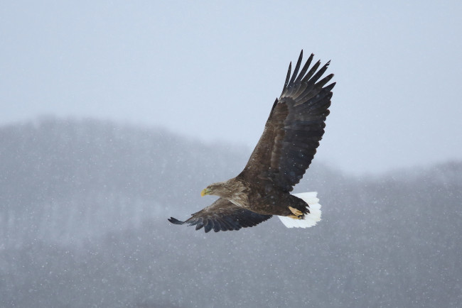 Обои картинки фото животные, птицы, хищники, полет