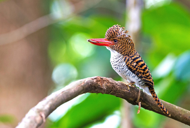 Обои картинки фото животные, зимородки, пестрый