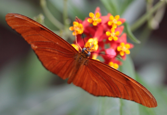 Обои картинки фото животные, бабочки, крылья