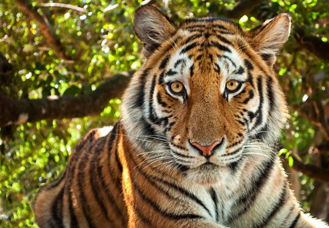 Обои картинки фото животные, тигры, портрет