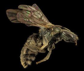 Картинка животные пчелы +осы +шмели насекомое макросъемка