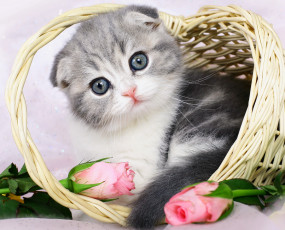 Картинка шотландский+вислоухий+котёнок животные коты котёнок розы корзинка