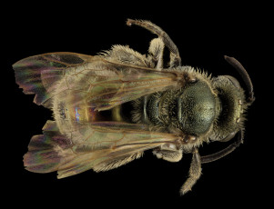 Картинка животные пчелы +осы +шмели макросъемка насекомое