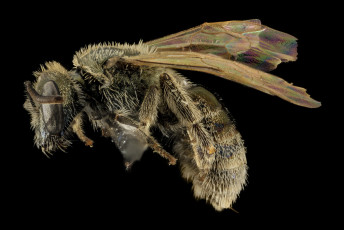 обоя животные, насекомые, насекомое, макросъемка