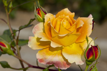 Картинка цветы розы макро