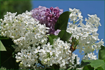 Картинка цветы сирень весна