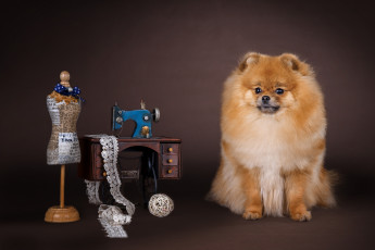 Картинка животные собаки шпиц