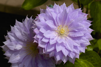 Картинка цветы клематис+ ломонос макро