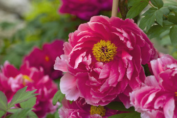 Картинка цветы пионы макро