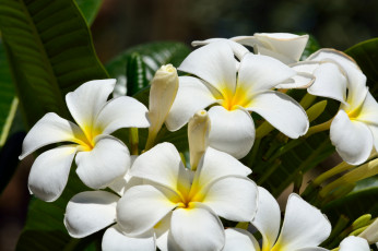 Картинка цветы плюмерия макро