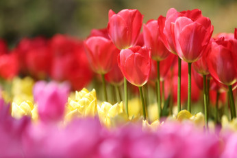 Картинка цветы тюльпаны красный