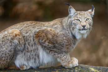 Картинка животные рыси кошка