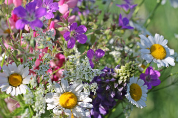 Картинка цветы луговые+ полевые +цветы букет