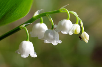 Картинка цветы ландыши макро