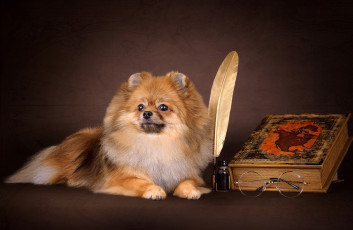 Картинка животные собаки перо шпиц