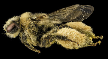 Картинка животные насекомые насекомое макросъемка