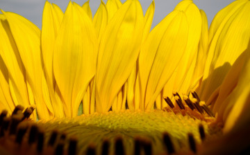 Картинка цветы подсолнухи тычинки лепестки яркие жёлтые подсолнух