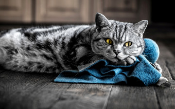 Картинка животные коты котейка