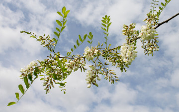Картинка цветы акация ветка небо