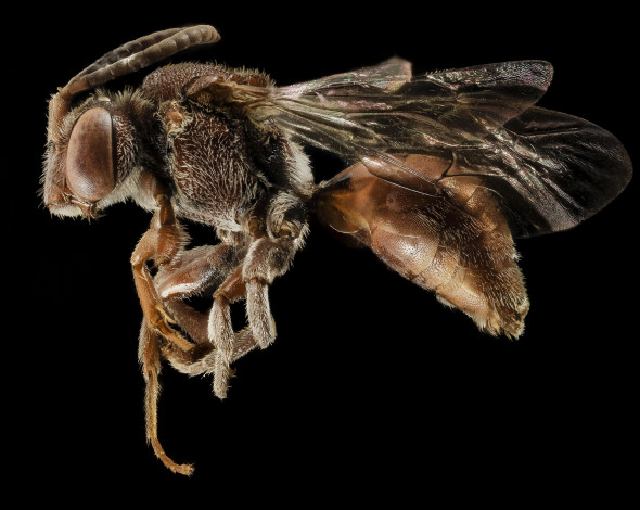 Обои картинки фото животные, насекомые, макросъемка, насекомое