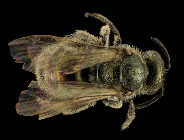 Обои картинки фото животные, пчелы,  осы,  шмели, макросъемка, насекомое